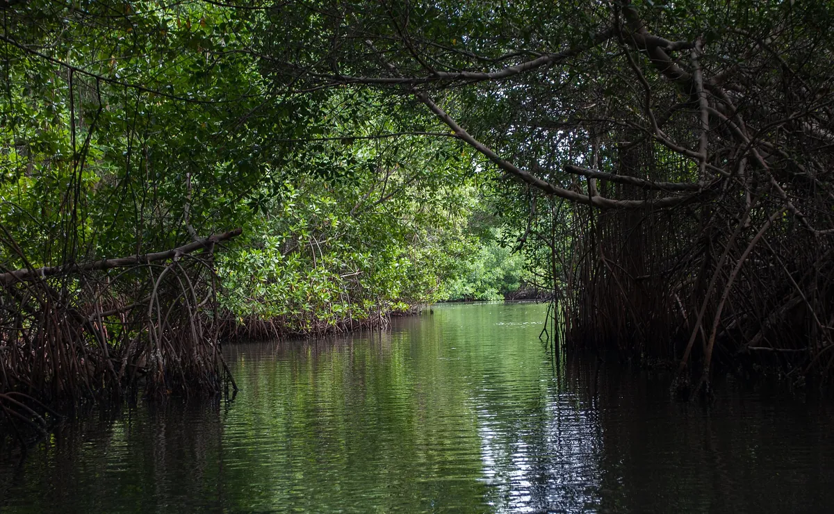 Túnel de manglares en el Parque Nacional Laguna de La Restinga